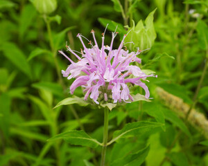 Monarda fistulosa | Wild Bergamot | Native North American Prairie Wildflower