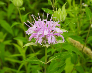 Monarda fistulosa | Wild Bergamot | Native North American Prairie Wildflower