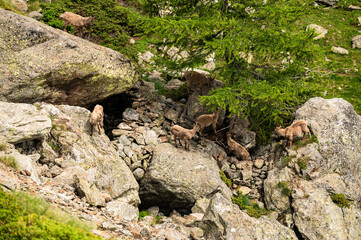 Alpine ibexs (Capra ibex). In the massif of the Mont Blanc, Alps
