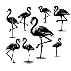 Obraz premium set of flamingos in different poses silhouette. Vector illustration