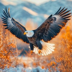 Obraz premium A majestic eagle soaring through a vibrant autumn landscape.