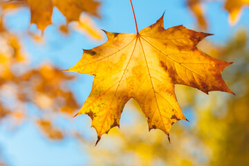 A leaf is hanging from a tree branch. leaf is yellow and has brown spots. sky is blue and clear. autumn background