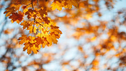 A leaf is hanging from a tree branch. leaf is yellow and has brown spots. sky is blue and clear. autumn background
