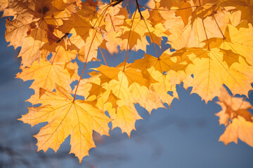A leaf is hanging from a tree branch. leaf is yellow and has brown spots. sky is blue and clear. autumn background