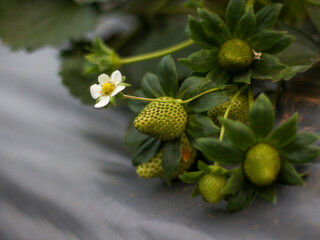 Ripe beautiful juicy strawberries on a bush. Strawberry patch in the garden.
