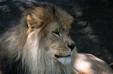 The African Lion (Panthera leo)