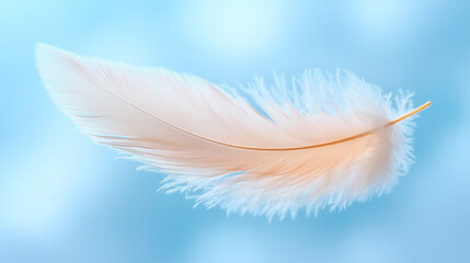 Obraz premium A light feather floating downward.