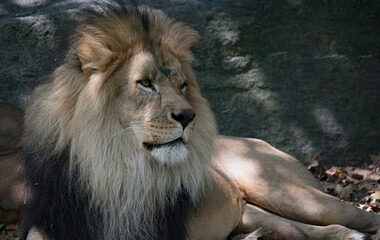 The African Lion (Panthera leo)