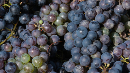 Frisch geerntete Trauben  im September. Schweizer Weintrauben nach der Ernte im September
