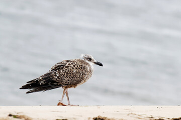 Young herring gull walking on the beach