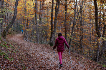 Hikers in the forest during autumn