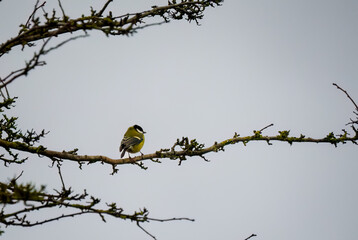 a great tit (Parus major) feeds in winter