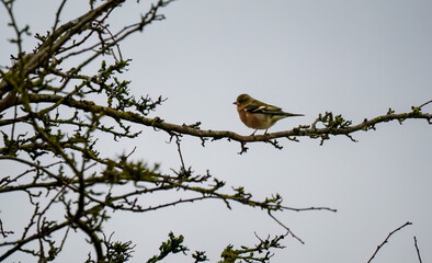 a male chaffinch (Fringilla coelebs) sat in a winter bush 
