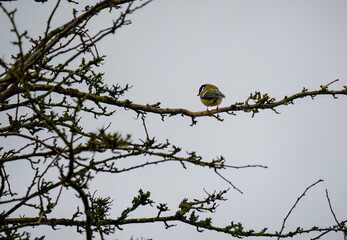 a great tit (Parus major) feeds in winter