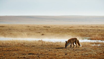 Fototapeta premium 바람에 먼지가 날리는 초원 위에서 물웅덩이를 찾는 작은 여우의 모습