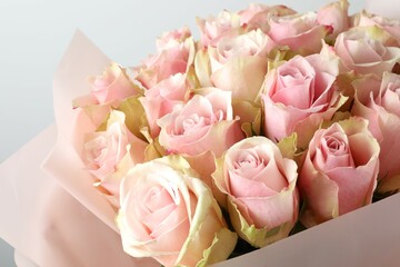Beautiful pink roses on white background 