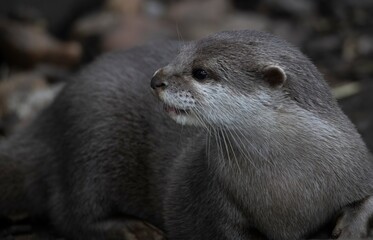 The Asian Small-Clawed Otter (Aonyx cinereus), also known as the Asian Short-Clawed Otter, Oriental...