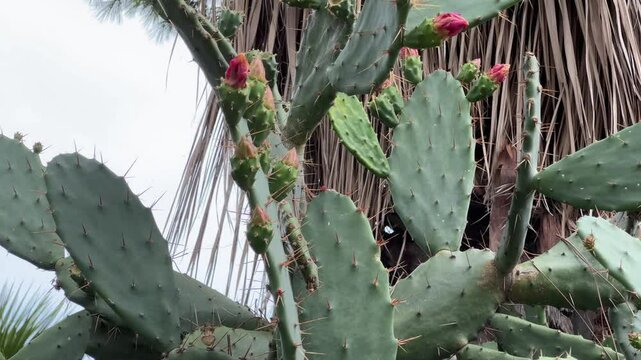 Stems of blooming coastal prickly pear against dry palm leaves