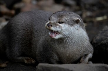 The Asian Small-Clawed Otter (Aonyx cinereus), also known as the Asian Short-Clawed Otter, Oriental...