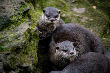 The Asian Small-Clawed Otter (Aonyx cinereus), also known as the Asian Short-Clawed Otter, Oriental Small-Clawed Otter and the Small-Clawed Otter.
