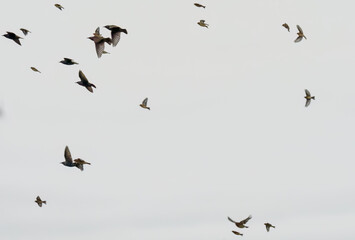 a large flock of hundreds of starlings (Sturnus vulgaris) flying low over a winter sunflower crop