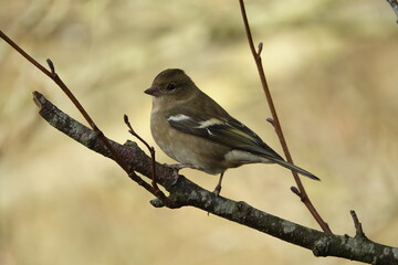 female common chaffinch (Fringilla coelebs)