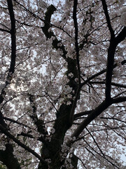 Cherry Blossom Tree in Full Bloom Against the Sky
