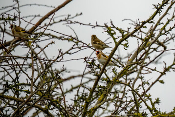 chaffinch (Fringilla coelebs) perched amongst winter branches