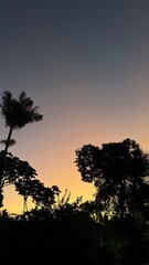 silhouette of a tree