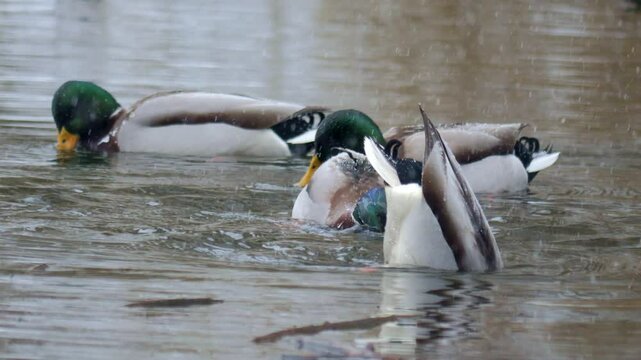 wild ducks dive underwater in search of food on a snowy winter day on a lake