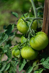 A bunch of green tomatoes hanging from a plant