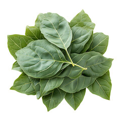Fototapeta premium Green Bhringraj Leaves isolated on transparent background.
