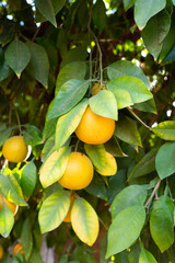 oranges on tree