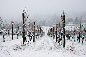 Dormant grapevines of snow covered vineyard in winter, Seasonal cycle of winemaking, geometric vine...