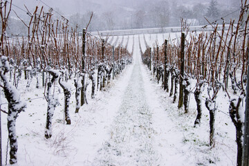 Dormant grapevines of snow covered vineyard in winter, Seasonal cycle of winemaking, geometric vine rows. Wuerzburg, Bavaria, Germany. Copy space © Dina