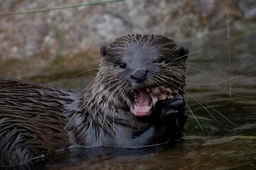 The Asian Small-Clawed Otter (Aonyx cinereus), also known as the Asian Short-Clawed Otter, Oriental...