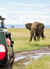 People in a safari vehicle observe an elephant walking through the grassy savanna © Agnieszka Gaul