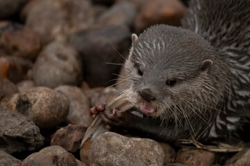 The Asian Small-Clawed Otter (Aonyx cinereus), also known as the Asian Short-Clawed Otter, Oriental Small-Clawed Otter and the Small-Clawed Otter.