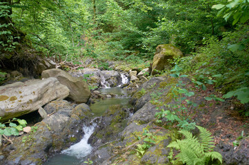 A mountain river flowing through green meadows and coniferous forests along an dirt road full of rocks. Summer season, the woodlands are bursting with greenery.