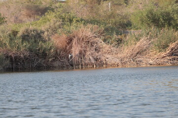 reeds in the water