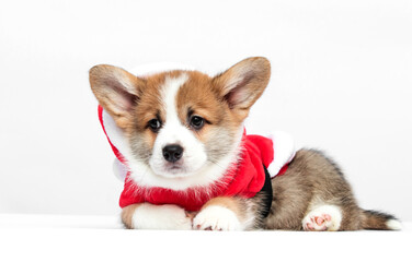 puppy in santa costume on white background