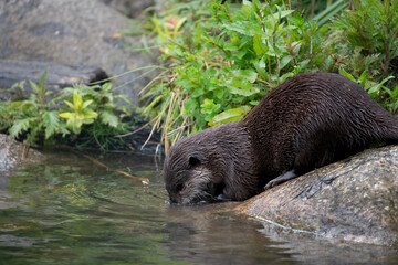 The Asian Small-Clawed Otter (Aonyx cinereus), also known as the Asian Short-Clawed Otter, Oriental Small-Clawed Otter and the Small-Clawed Otter.