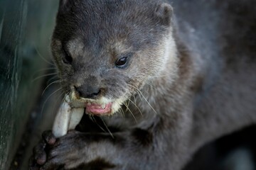 The Asian Small-Clawed Otter (Aonyx cinereus), also known as the Asian Short-Clawed Otter, Oriental...