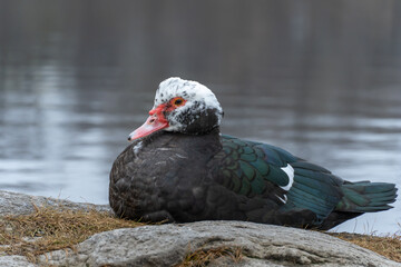 Large bird of muscovy duck on stone in city lake. Black musk with greenish plumage in wildlife. Domestic bird of cairina moschata. Portrait poultry water duck in pond. Barbary duck with red nasal.