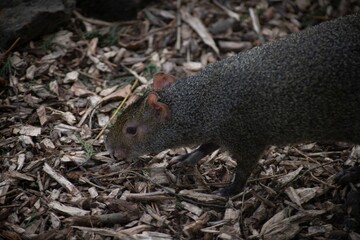 The Azara's Agouti (Dasyprocta azarae).