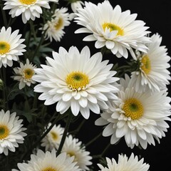 Fototapeta premium Minimalist image of white chrysanthemum on black canvas, solitude, minimalism