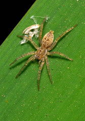 little spider lurking, argentine Patagonia