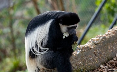 The Mantled Guereza (Colobus guereza), also known simply as the Guereza, the Eastern Black-and-White Colobus, or the Abyssinian Black-and-White Colobus.