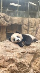 A sleeping panda resting on a rock in a natural habitat.