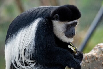 The Mantled Guereza (Colobus guereza), also known simply as the Guereza, the Eastern Black-and-White Colobus, or the Abyssinian Black-and-White Colobus.
